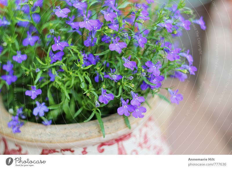 Flowerpot2 Nature Plant Bright Blue Multicoloured Violet Herbs and spices Garden Colour photo Exterior shot Deep depth of field