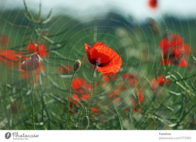 Hello summer! Environment Nature Landscape Plant Summer Beautiful weather Flower Blossom Field Fresh Near Green Red Poppy Poppy blossom Poppy field Canola