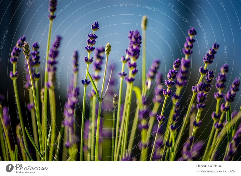 lavender Healthy Health care Wellness Fragrance Tourism Environment Nature Summer Beautiful weather Plant Lavender Garden Park Blossoming Relaxation Blue Green