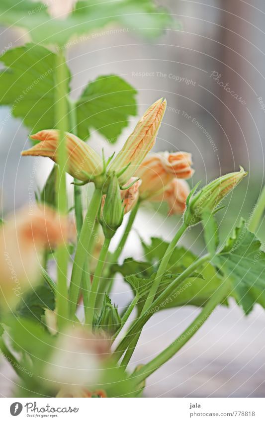zucchini Plant Leaf Blossom Agricultural crop Pot plant Zucchini Zucchini blossom Garden Esthetic Fresh Healthy Good Sustainability Natural Colour photo