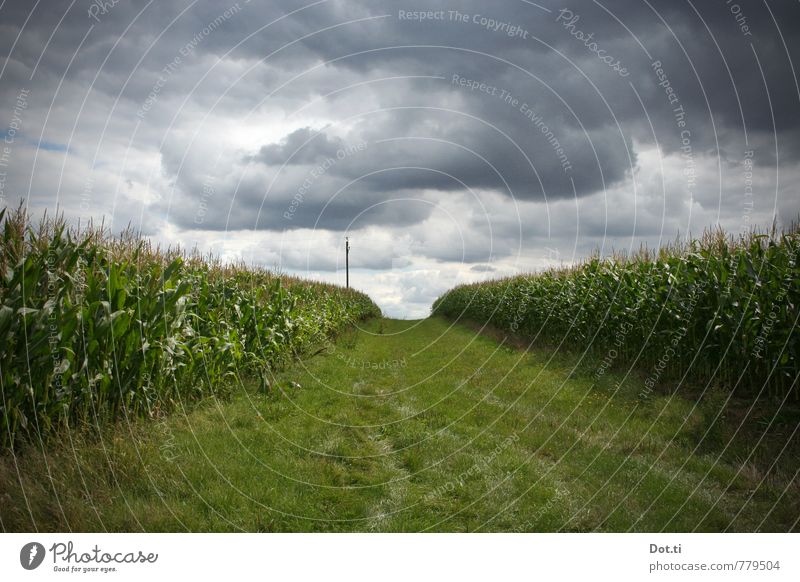 stormchasing Environment Nature Landscape Plant Sky Clouds Storm clouds Summer Climate Climate change Weather Agricultural crop Field Threat Dark Fear Dangerous