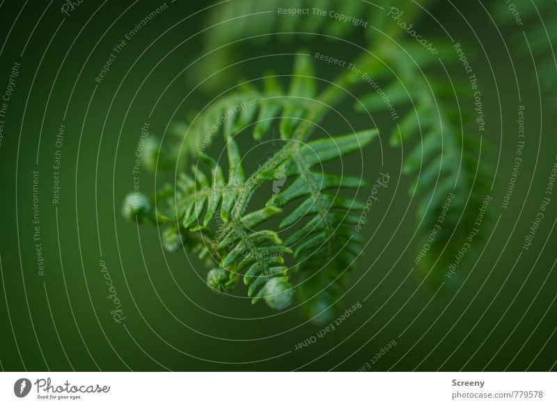 fern Environment Nature Plant Spring Summer Wild plant Pteridopsida Forest Eifel Green Growth Colour photo Detail Macro (Extreme close-up) Deserted Day