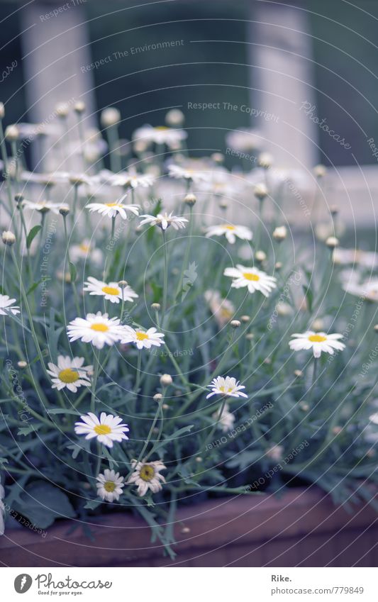 White flowers. Environment Nature Plant Spring Summer Tree Blossom Foliage plant Marguerite Garden Blossoming Growth Happiness Beautiful Natural Happy