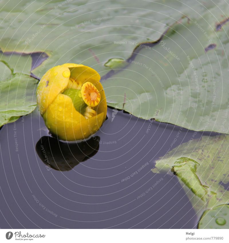pond bumble... Environment Nature Plant Summer Rain Flower Leaf Water lily Water lily pond Aquatic plant Pond Blossoming Swimming & Bathing Growth Esthetic