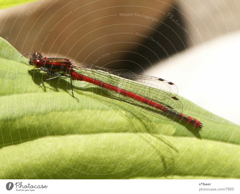 Under the sign of the dragonfly Pond Insect Dragonfly