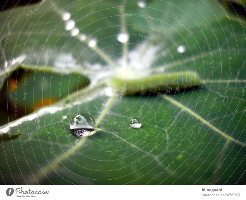 water polo Leaf Swimming pool Vessel Green Photosynthesis Fresh Reflection Caterpillar Water Drops of water drop Rain Line lines chlorophyl Hair and hairstyles