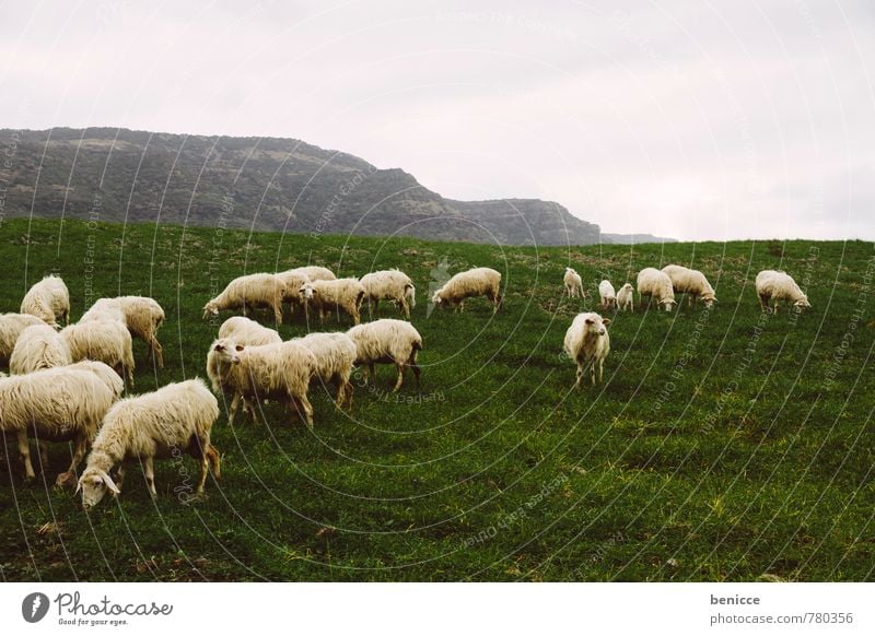 sheep Sheep Flock Herd Italy Sardinia Winter Autumn Grass Meadow Nature Exterior shot Pasture Europe Animal Wool