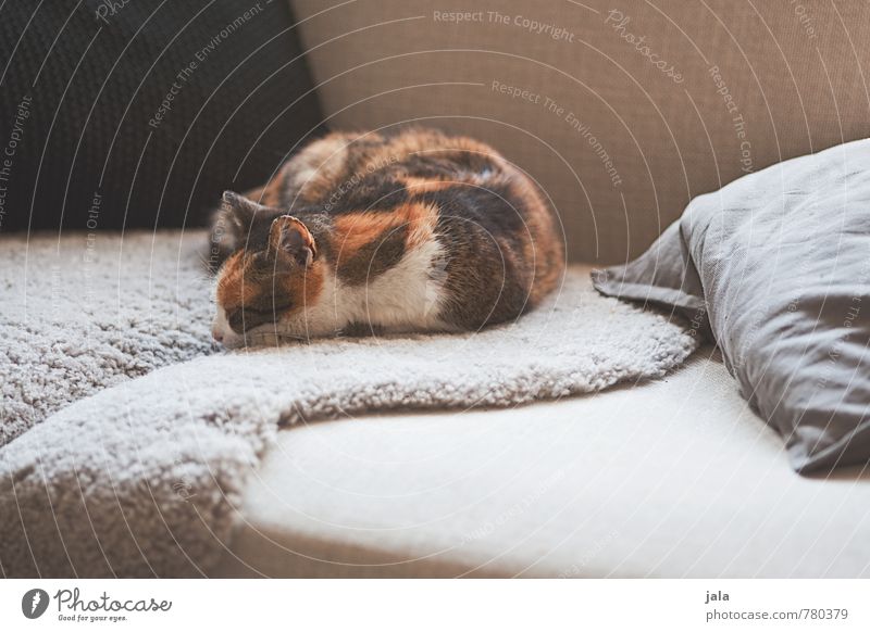midday nap Living or residing Flat (apartment) Sofa Animal Pet Cat 1 Lie Sleep Safety (feeling of) Colour photo Interior shot Deserted Day Animal portrait