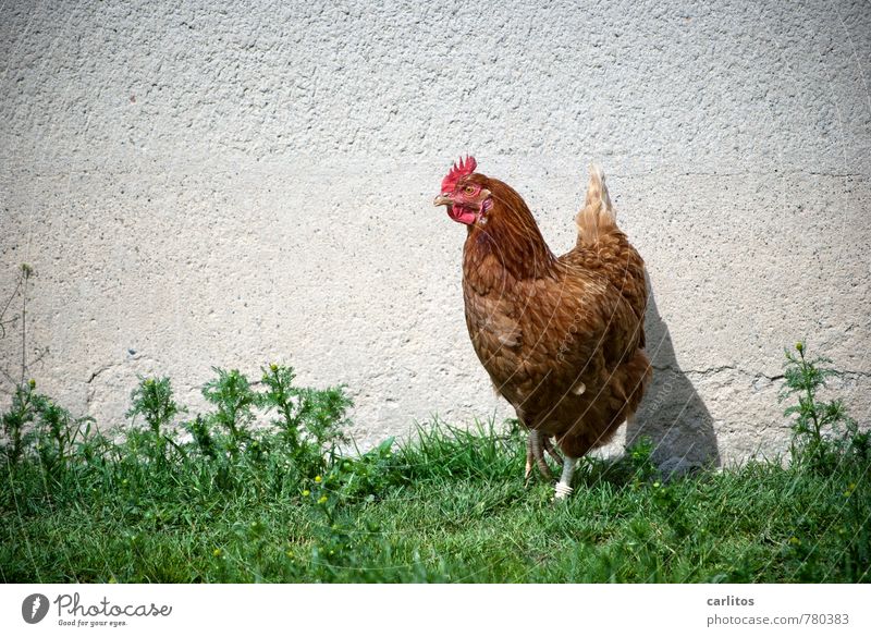 Chicken in Action Animal Farm animal Wing Claw 1 Going Barn fowl Grass Green Colour photo Exterior shot Sunlight