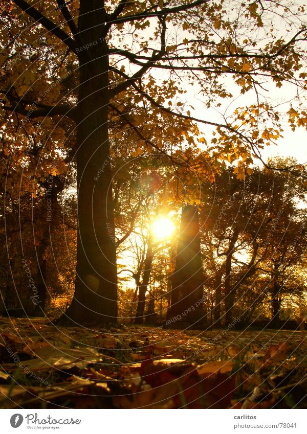 Let there be light II Grave Tombstone Cemetery Remember Grief Calm Religion and faith Catholicism Protestantism Remembrance Day Back-light Autumn Leaf Eternity