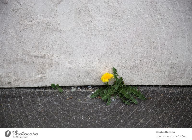 You know, it's the dandelion. It's down-to-earth. Healthy Eating Plant Dandelion Village Wall (barrier) Wall (building) Stone Blossoming To hold on Poverty