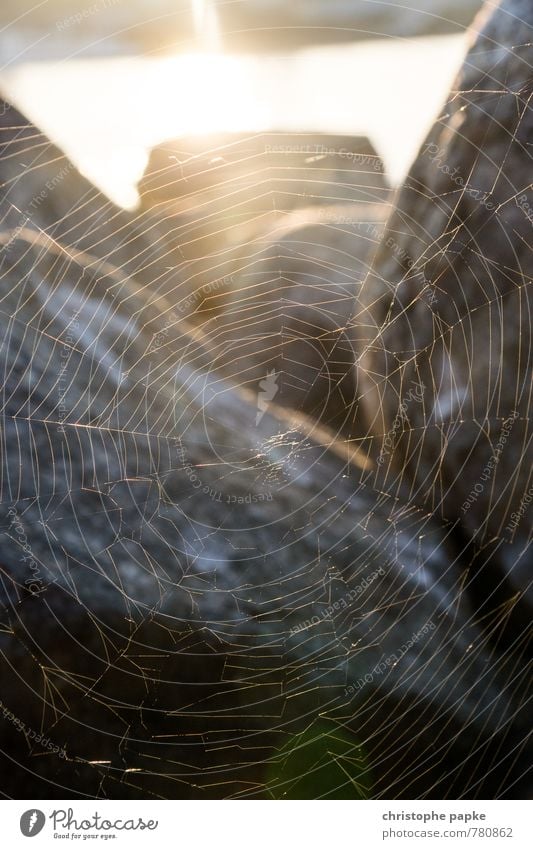 Full network coverage Sunrise Sunset Sunlight Stone Catch Hang Spider's web Spin Net Network Reticular Connection Woven Structures and shapes Nature