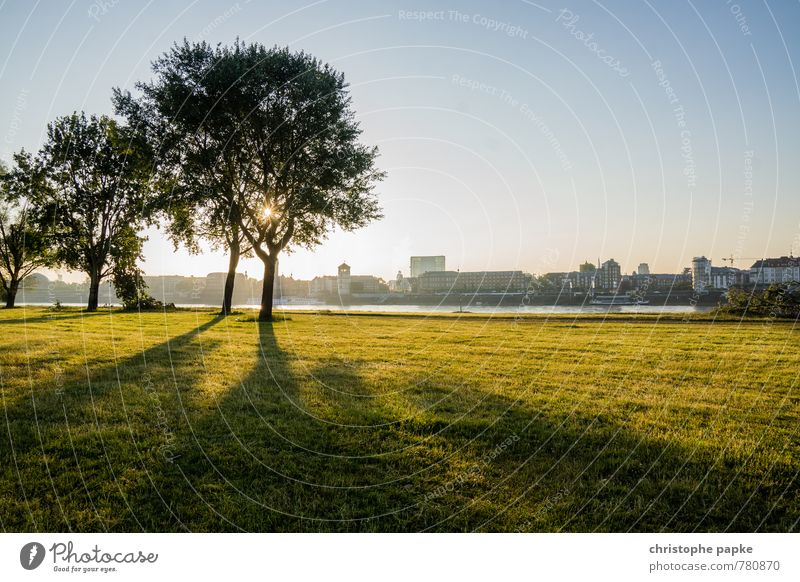 Sunrise on the Rhine Environment Nature Landscape Cloudless sky Sunset Sunlight Beautiful weather Tree Park Meadow River bank Duesseldorf Germany Town