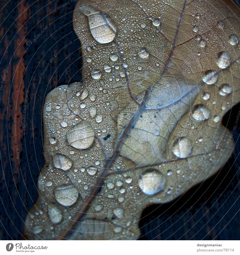 cold and damp Leaf Wood Thread Wet Reflection Dew Black Damp Dark Drop shadow Drops of water Flow Thaw Liquid Grief Autumn Gray Brown Brittle Multiple Grave