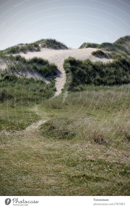 Mountain tour. Vacation & Travel Environment Nature Summer Plant Marram grass Coast North Sea Simple Natural Green Emotions Esthetic Accuracy Calm Dune Footpath