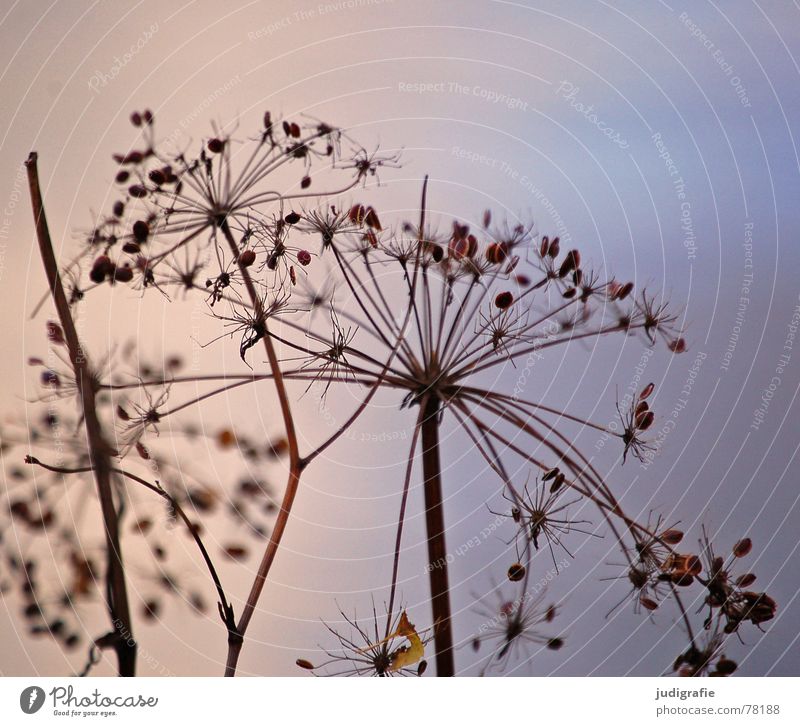 Autumn Plant Dry Dill Thorny Pond Reflection Umbellifer Death Part of the plant Limp Wild plant End Environment Botany Natural phenomenon Lake Dried Wild animal