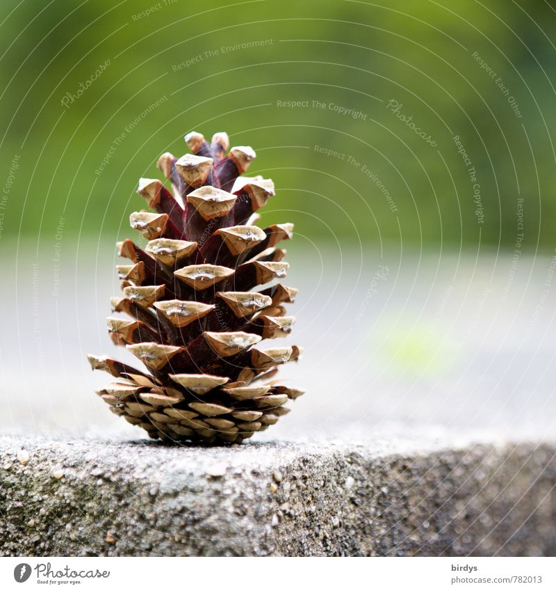 the cone Cone Stone Corner - a Royalty Free Stock Photo from Photocase