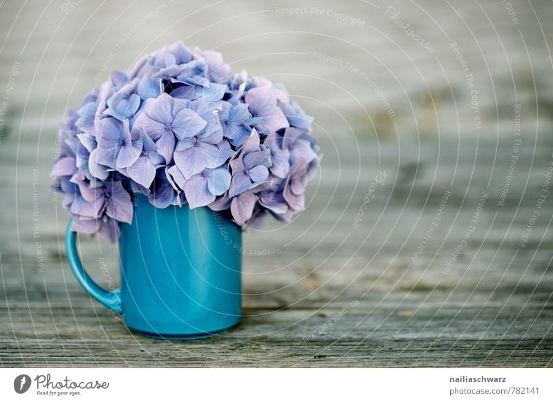 hydrangeas Cup Mug Style Garden Table Flower Blossom Wood Old Retro Soft Blue Brown Violet Spring fever Romance Pure Hydrangea horstensia blossom sitllife