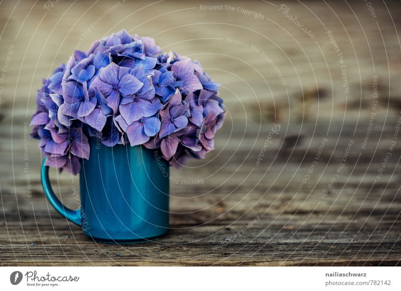 hydrangeas Cup Mug Style Garden Table Flower Blossom Wood Old Natural Retro Beautiful Soft Blue Brown Violet Spring fever Warm-heartedness Romance Fragrance