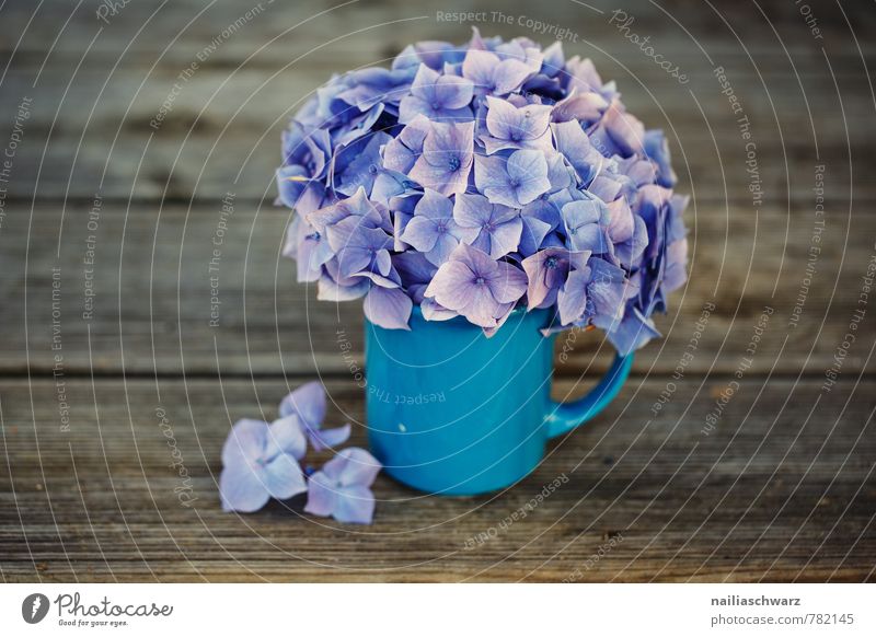 hydrangeas Cup Mug Style Garden Table Flower Blossom Wood Old Blossoming Fragrance Beautiful Natural Retro Blue Brown Violet Spring fever Romance Hydrangea