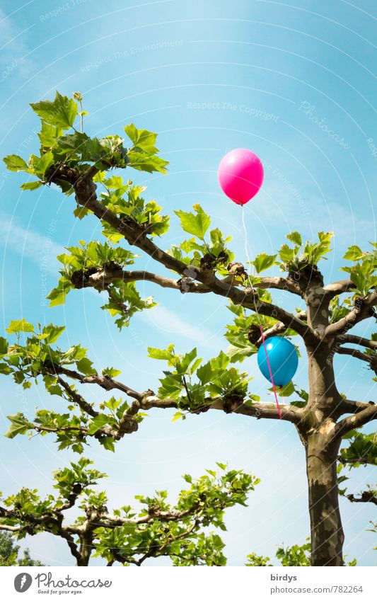 Balloon tree the second Sky Spring Summer Beautiful weather Tree American Sycamore Illuminate Above Positive Blue Green Pink Joy Joie de vivre (Vitality)