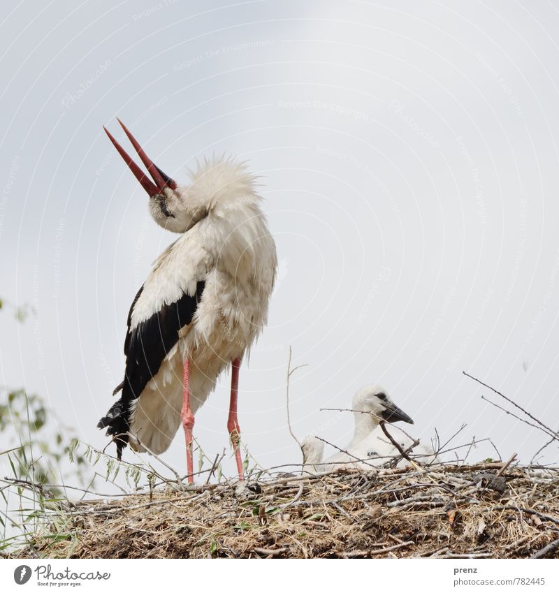 Family Environment Nature Animal Summer Beautiful weather Wild animal Bird 3 Animal family Blue White Stork Stork village Linum Nest Love and security Chick