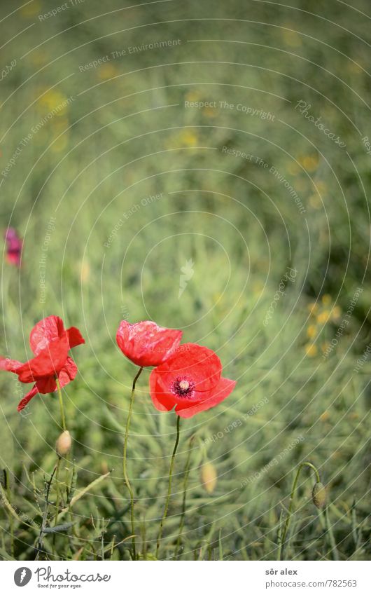 poppy Environment Nature Plant Flower Blossom Poppy blossom Poppy capsule Poppy field Green Red Caution Serene Patient Calm Relaxation Sustainability