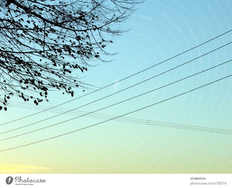 air contacts Wire Autumn Twilight Cable Electricity Transmission lines Crossed Evening Tree Leaf Air Cold Mixture Dusk Nature