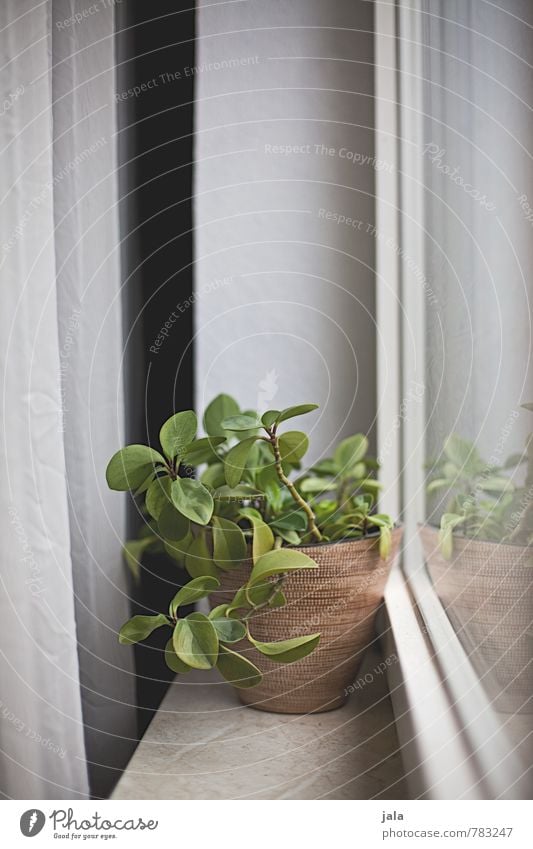 windowsill Living or residing Flat (apartment) Decoration Drape Plant Foliage plant Pot plant Houseplant Flowerpot Window Window board Esthetic Simple Natural