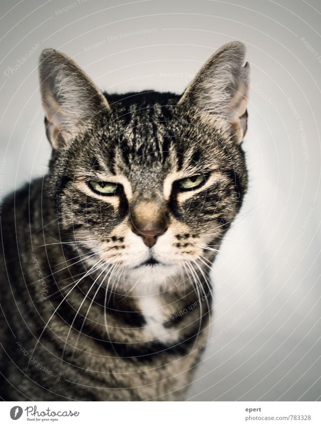 hangover mood Animal Pet Cat 1 Funny Boredom Fatigue Reluctance Indifferent Serene Moody Hung-over Colour photo Subdued colour Interior shot Animal portrait