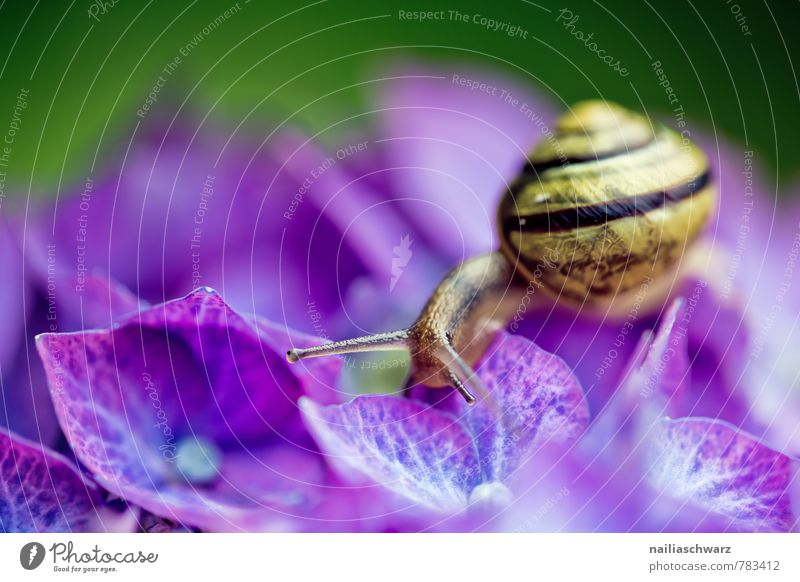 Snail on hydrangea Garden Flower To feed Crawl Happiness Uniqueness Funny Curiosity Cute Slimy Beautiful Yellow Violet Black Joie de vivre (Vitality)