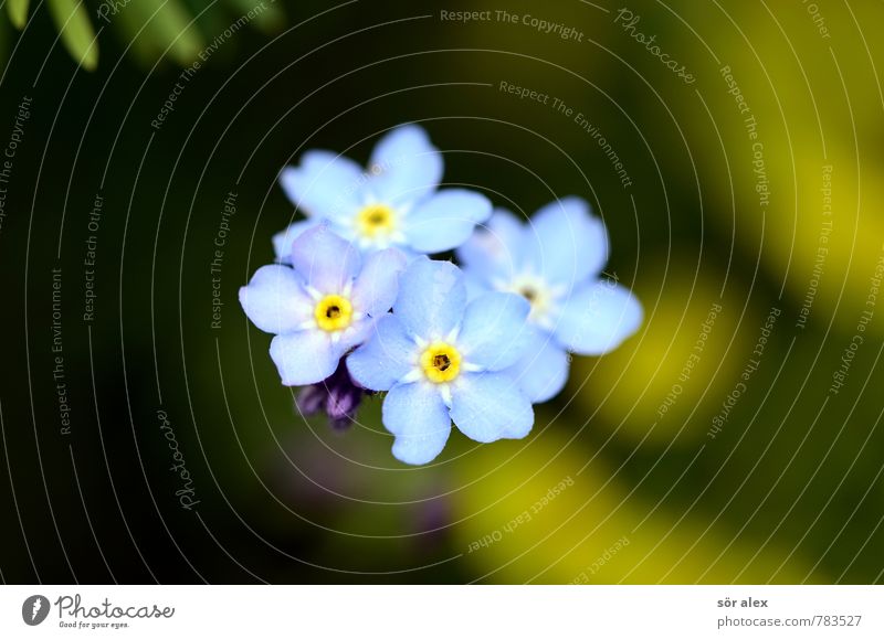 Four Summer Environment Nature Plant Flower Blossom Forget-me-not Garden Esthetic Exceptional Beautiful Small Sustainability Natural Positive Blue Green