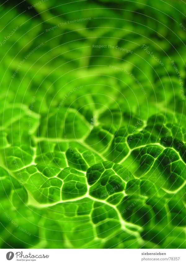 green Fresh Macro (Extreme close-up) Close-up Background picture Green Plant Multicoloured Blur Authentic Ecological Pure Vitamin Composing Vegetable