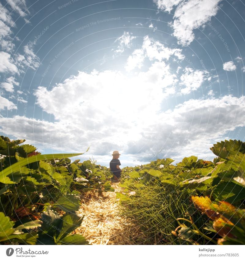 strawberry fields forever Human being Child Boy (child) 1 8 - 13 years Infancy Environment Nature Landscape Plant Animal Sky Clouds Sun Summer Beautiful weather