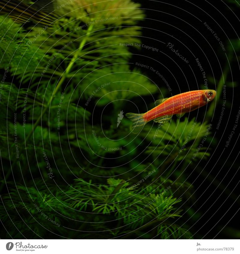 *blub* Aquarium Aquatic plant Green Red Black Fish Water Bubble