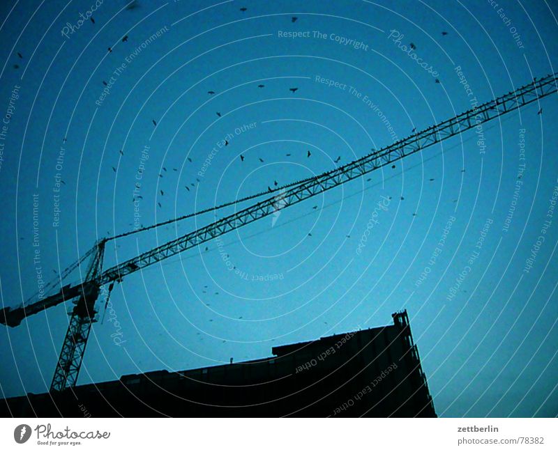 Palace of the Republic Blue sky Construction crane Silhouette Flock of birds Partially visible Section of image Detail Construction site Skyward Upward