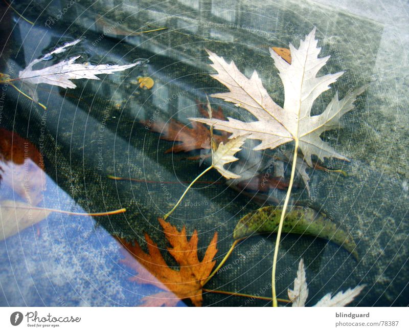 Novemberrain Reflection Puddle Leaf Autumn House (Residential Structure) Window Covers (Construction) Roof Multicoloured Transience Wall (barrier)