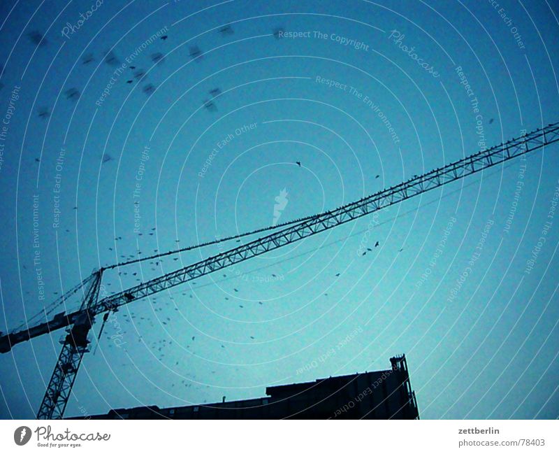 Palace of the Republic (old.) Blue sky Construction crane Silhouette Construction site Flock of birds Copy Space top Section of image Partially visible Detail