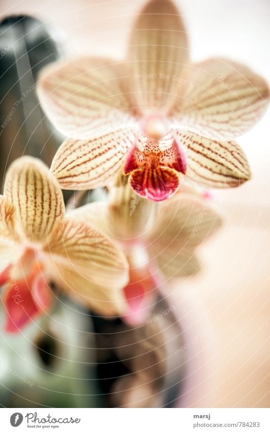 from above Nature Plant Flower Orchid Pot plant Exotic phalaenopsis Stripe Blossoming Illuminate Authentic Simple Elegant Friendliness Fresh Uniqueness Natural