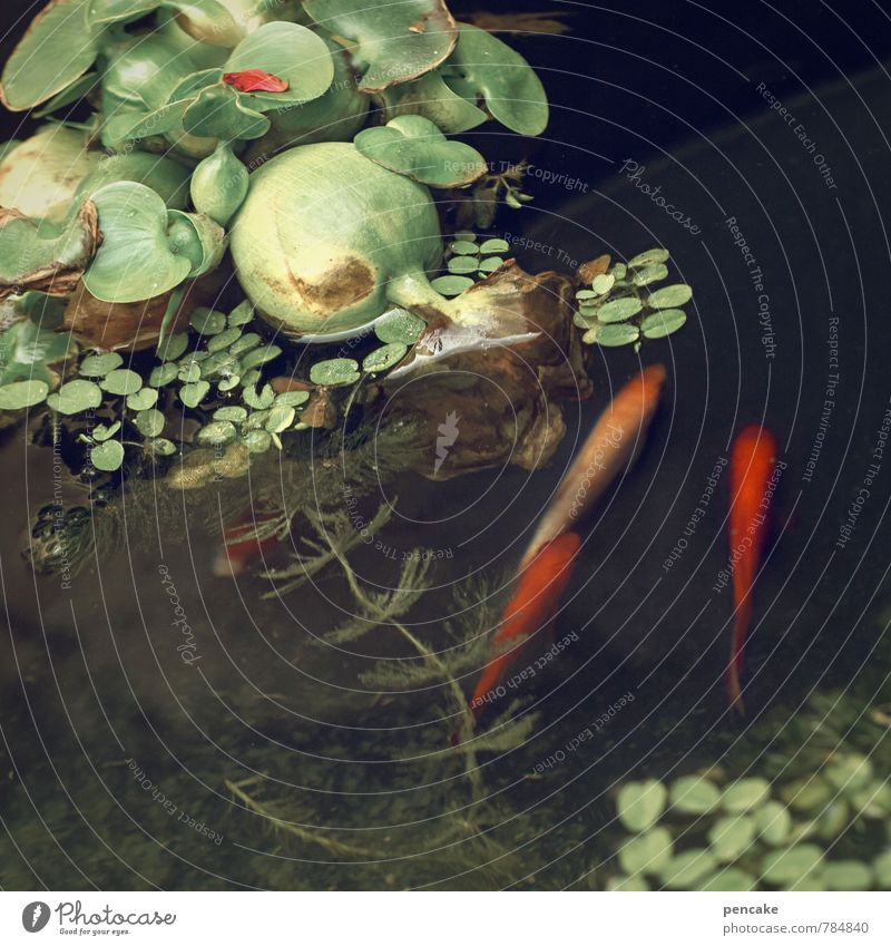 Pond dreams three ways. Nature Elements Water Summer Plant Leaf Animal Fish 3 Sign Swimming & Bathing Esthetic Together Happy Wet Green Red Senses Idyll