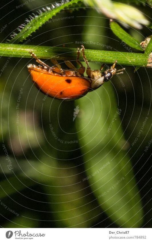Ladybird upside down Animal Wild animal Beetle 1 Hang Walking Esthetic Athletic Exceptional Elegant Cute Green Orange Spring fever Cool (slang) Effort Movement