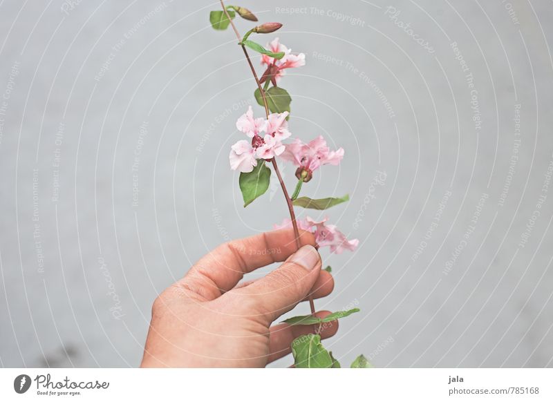 flower Human being Feminine Hand Fingers Nature Plant Flower Leaf Blossom Esthetic Beautiful Retentive Colour photo Exterior shot Copy Space left