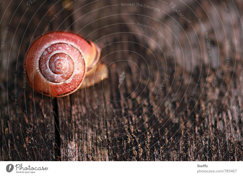 Snail on a dark and weathered wooden board Crumpet Wooden board Snail shell Spiral Slowly Texture of wood symmetric Symmetry Woody Creeping snail sluggishness
