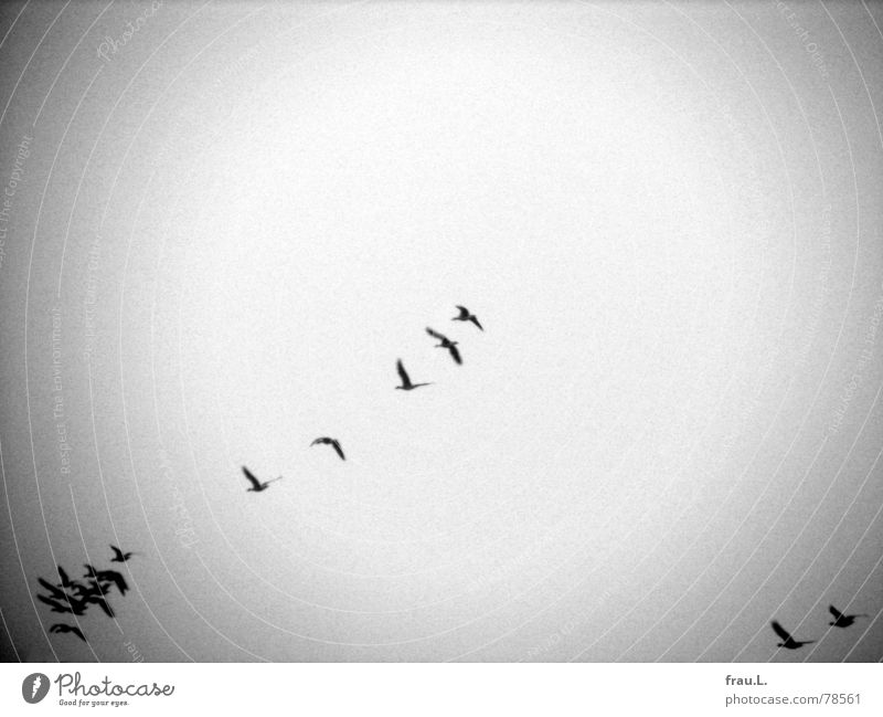 migratory birds Goose Wild bird Migratory bird Wild goose Formation Animal Bird Winter South Aviation Flight of the birds Flock Direction Vacation & Travel