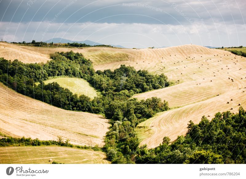 Idyll of forests and meadows Vacation & Travel Trip Far-off places Summer vacation Mountain Hiking Landscape Earth Sky Weather Meadow Field Hill Tuscany