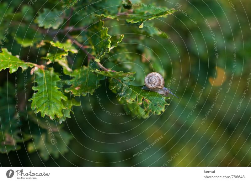 Fauna on flora Nature Plant Animal Leaf Oak tree Oak leaf Snail Snail shell 1 Sit Green creep Round Above Colour photo Exterior shot Copy Space right Day Light