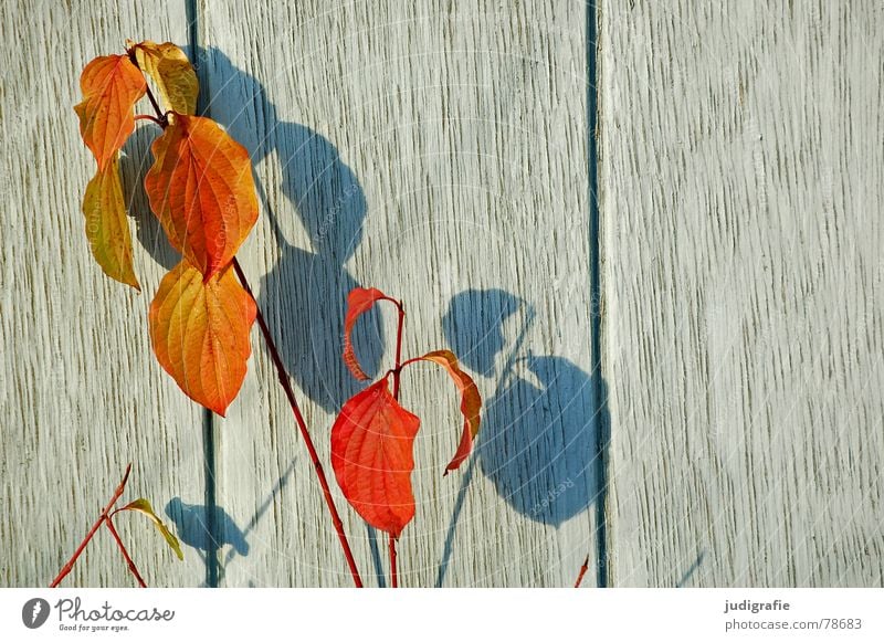 shade plant Plant Autumn Leaf Wood Wall (building) Growth Part of the plant Botany Darken Green Derelict Shadow Blue Nature Orange Wooden board Bright