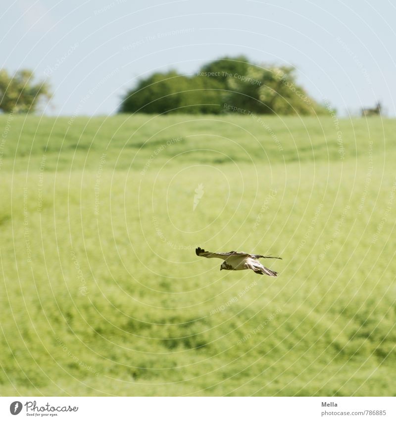 low-flying aircraft Environment Nature Landscape Plant Animal Spring Summer Field Wild animal Bird Hawk 1 Flying Free Natural Green Freedom Deep Colour photo