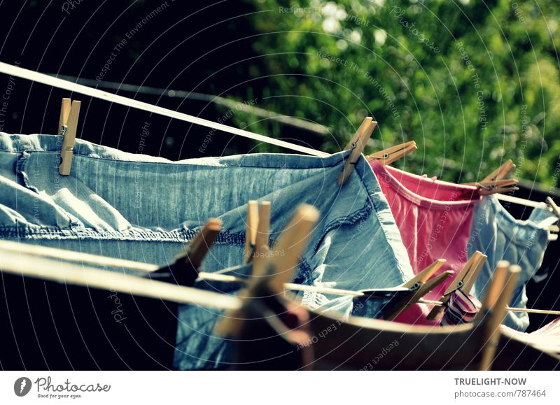 Underwear on rope in garden on sunny day · Free Stock Photo