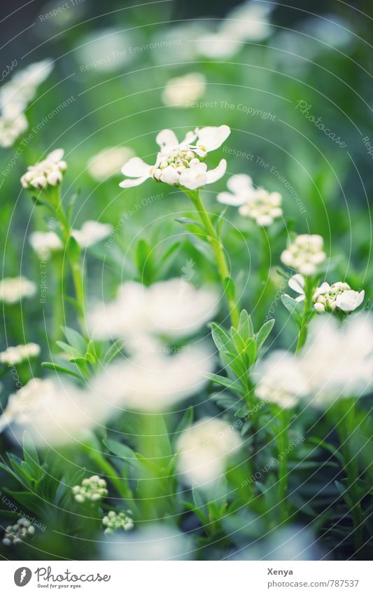 All in white-green Nature Landscape Plant Spring Flower Leaf Blossom Garden Meadow Blossoming Fresh Green White Spring fever Calm Juicy Exterior shot Deserted